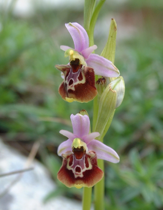 Ophrys fuciflora e O. ??